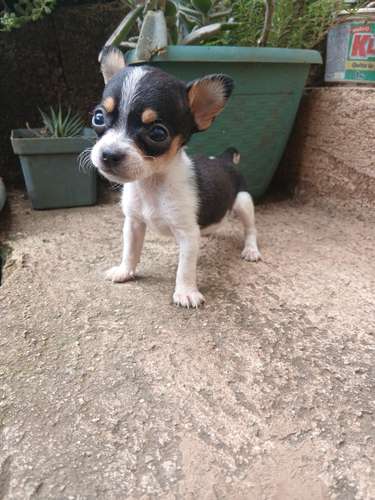 Chihuahuava  - Imagen 3