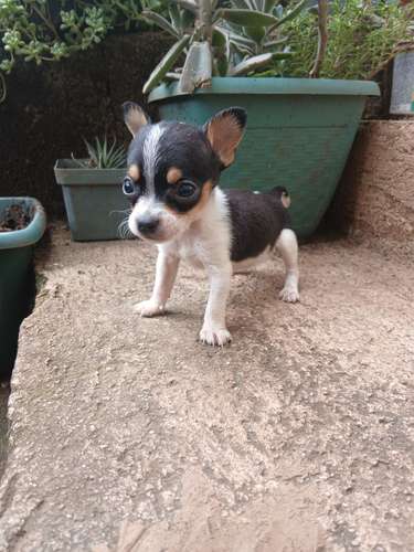 Chihuahuava  - Imagen 2
