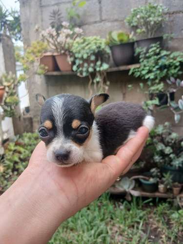 Chihuahuava  - Imagen 4
