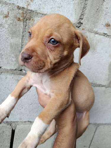 Cachorros Pitbull Red Nose 2 meses - Imagen 10