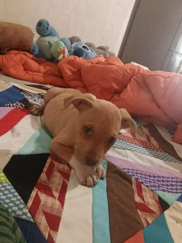 Cachorros Pitbull Red Nose 2 meses - Imagen 7