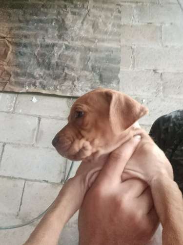 Cachorros Pitbull Red Nose 2 meses - Imagen 5
