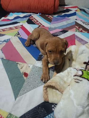 Cachorros Pitbull Red Nose 2 meses - Imagen 8
