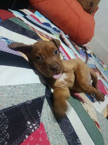 Cachorros Pitbull Red Nose 2 meses - Imagen 6