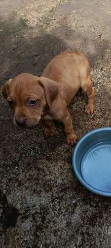 Cachorros Pitbull Red Nose 2 meses - Imagen 2