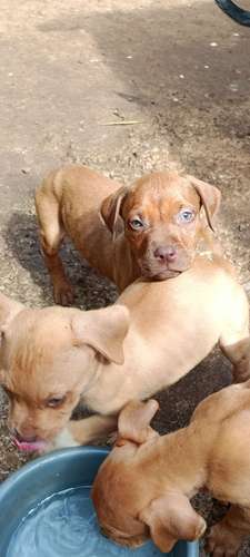 Cachorros Pitbull Red Nose 2 meses - Imagen 4