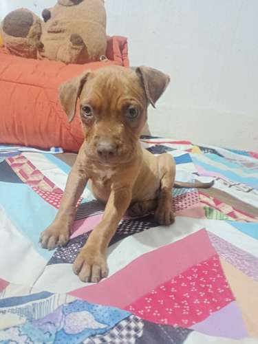 Cachorros Pitbull Red Nose 2 meses - Imagen 3