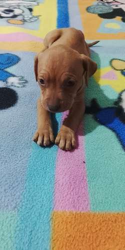 Cachorros Pitbull Red Nose 2 meses - Imagen 11