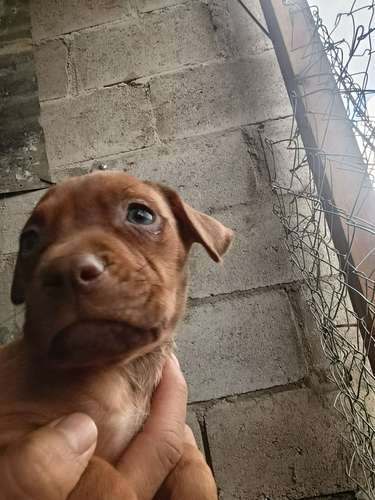 Cachorros Pitbull Red Nose 2 meses - Imagen 9