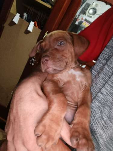 Cachorros Pitbull Red Nose 2 meses