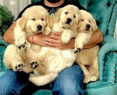 Golden Retriever hembra - Imagen 4