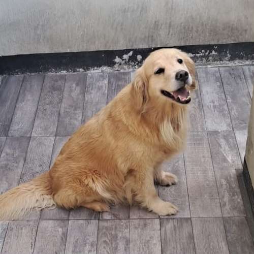 Golden Retriever hembra - Imagen 3