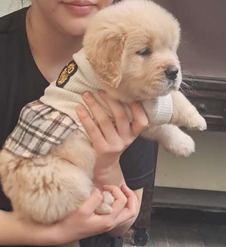 Golden Retriever hembra - Imagen 2