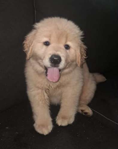 Golden Retriever hembra