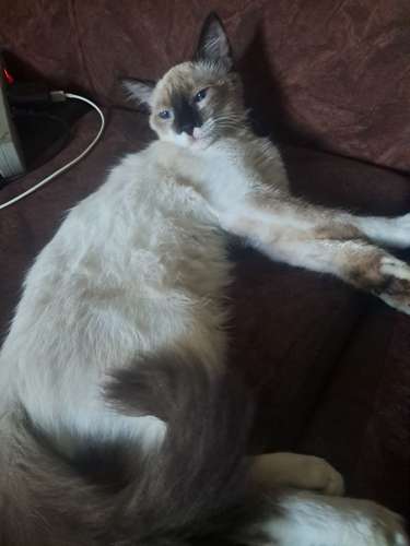 Vendo siames de 4 meses ojos azules blabco con cafe  - Imagen 2