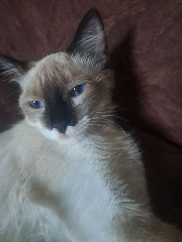 Vendo siames de 4 meses ojos azules blabco con cafe 