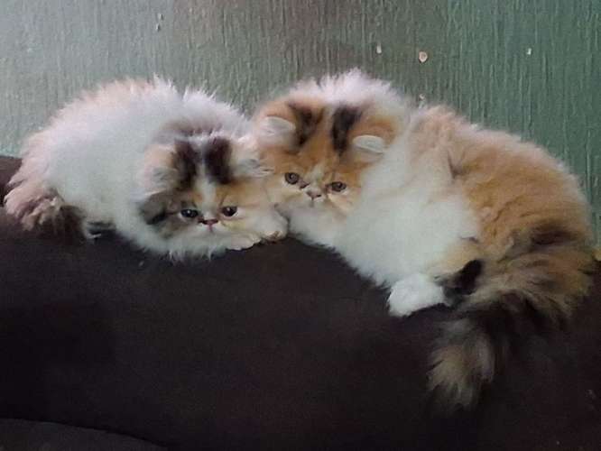 HERMOSAS GATAS PERSAS