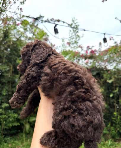 Espectacular Caniche Chocolate 