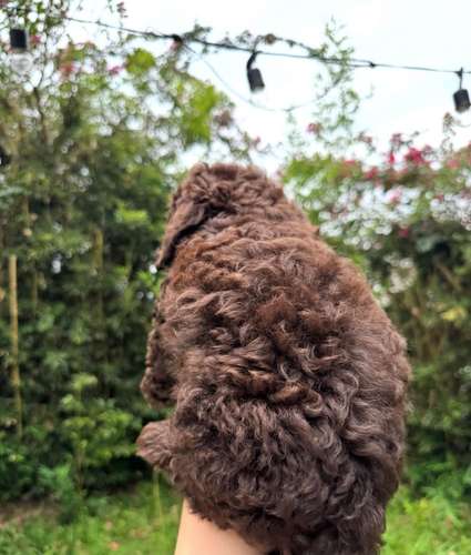 Espectacular Caniche Chocolate 