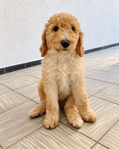 Hola me llamo Rocky, Busco Novia soy un goldendoodle mexicano - Imagen 3