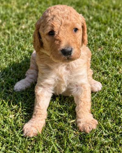 Hola me llamo Rocky, Busco Novia soy un goldendoodle mexicano - Imagen 4