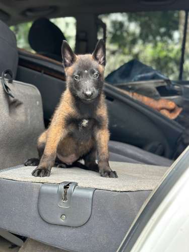 Pastor belga malinois 