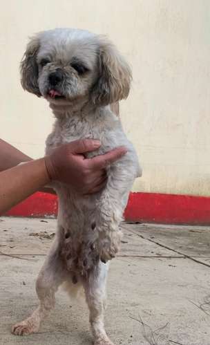 Perrita Shih Tzu para compañía  - Imagen 3