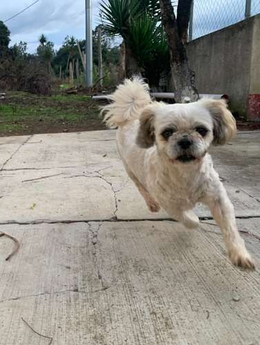 Perrita Shih Tzu para compañía  - Imagen 5