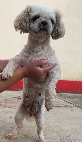 Perrita Shih Tzu para compañía  - Imagen 2