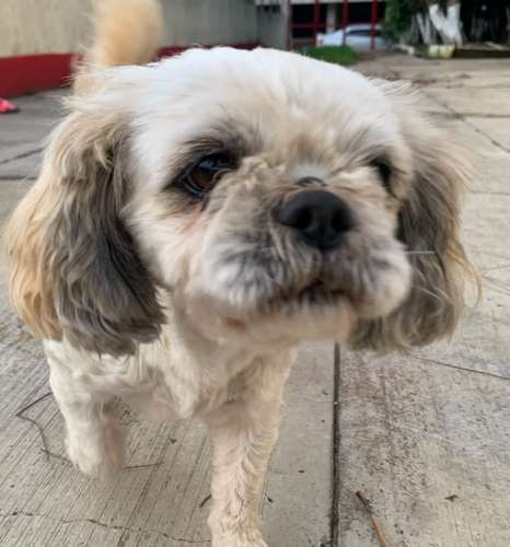 Perrita Shih Tzu para compañía 