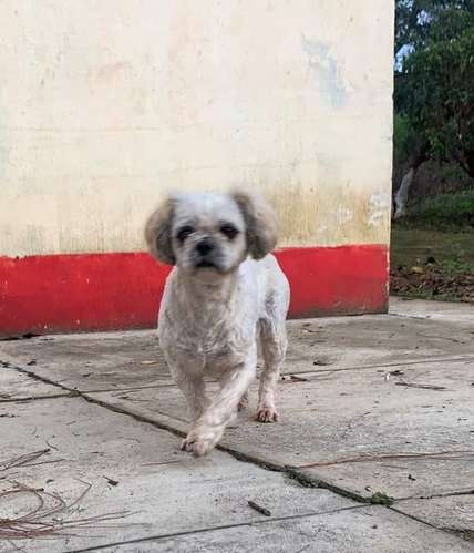 Perrita Shih Tzu para compañía  - Imagen 4