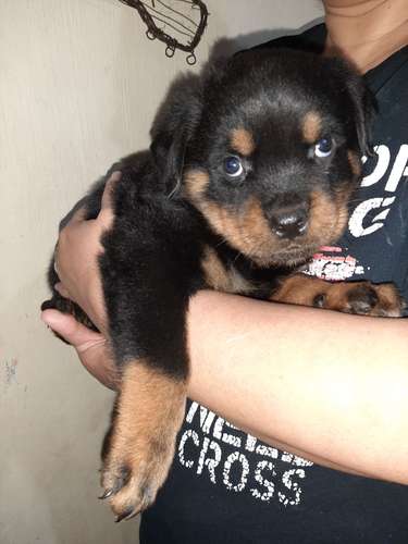 Rottweiller 