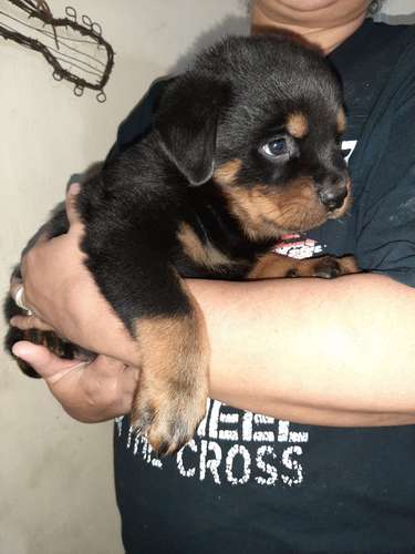 Rottweiller 