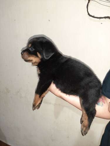 Rottweiller 