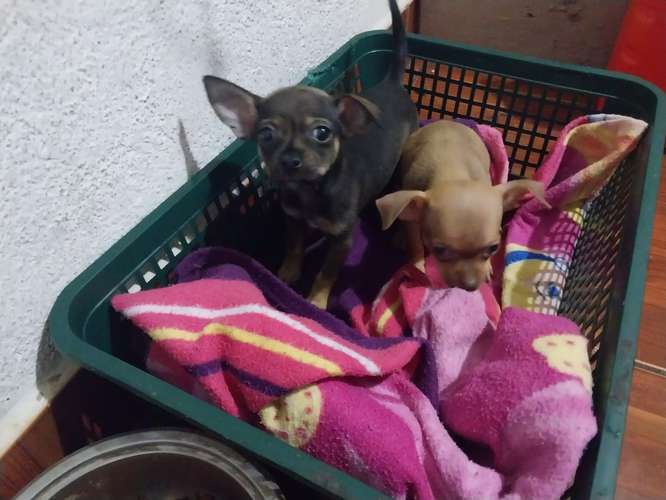 Chihuahuas  - Imagen 4