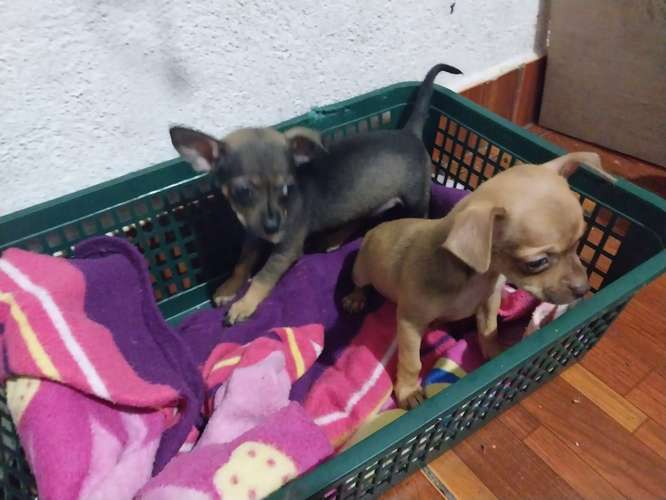 Chihuahuas  - Imagen 3