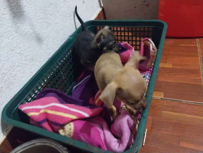 Chihuahuas  - Imagen 2