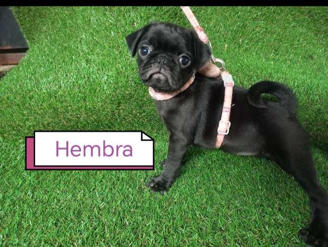 Hermosos pug