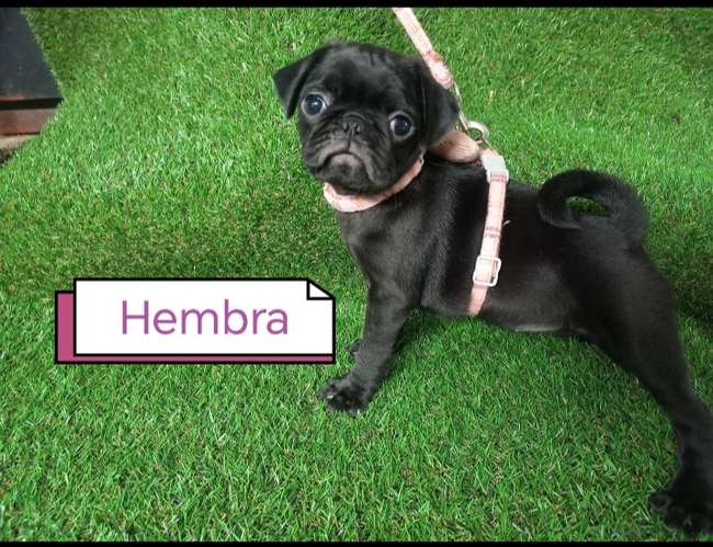 Hermosos pug