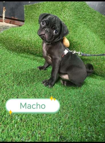 Hermosos pug