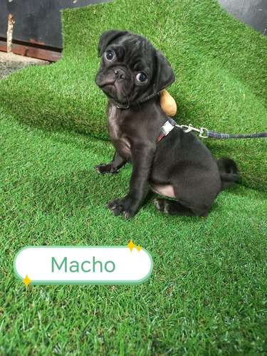 Hermosos pug