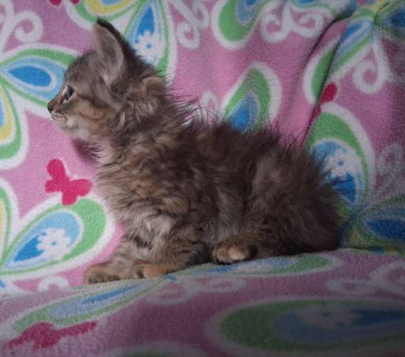 Gatita angora - Imagen 2