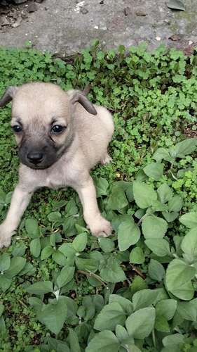 chihuahuas machos - Imagen 4