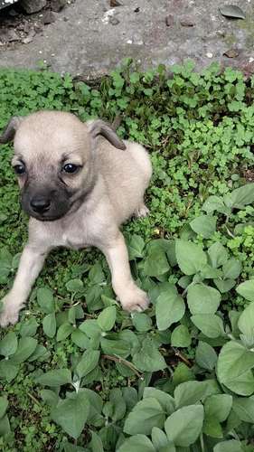 chihuahuas machos - Imagen 5