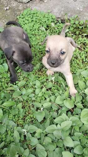 chihuahuas machos