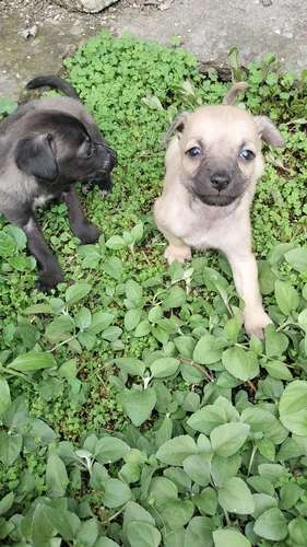 chihuahuas machos - Imagen 3