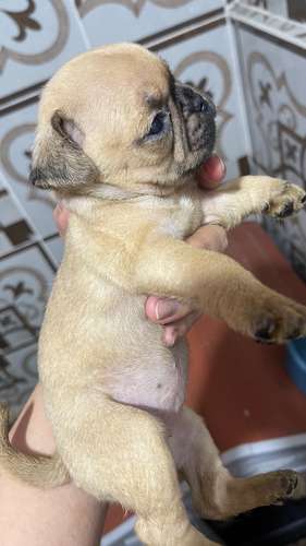 Cachorros Pug  - Imagen 4