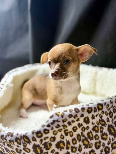 CHIHUAHUAS CABEZA DE MANZANA  - Imagen 4
