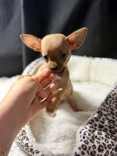 CHIHUAHUAS CABEZA DE MANZANA  - Imagen 2