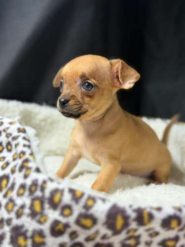 CHIHUAHUAS CABEZA DE MANZANA  - Imagen 3